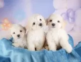 マルプー(マルチーズ×トイプードル)【群馬県・女の子・2025年8月14日・クリーム】の写真5「2024年度お客様評価で群馬県No.1👑群馬県で口コミを頂いています！」