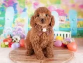 トイプードル(トイ)【群馬県・男の子・2025年1月11日・レッド】の写真5「🐾複数頭の見学も可能です！」