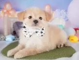 ポメプー(ポメラニアン×トイプードル)【群馬県・男の子・2025年3月2日・アプリコット】の写真10「🐾お父さん犬、お母さん犬の見学も可能です♪」