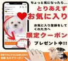 チワワ(ロング)【群馬県・男の子・2025年4月12日・クリーム&ホワイト】の写真3「お気に入り登録してくれた方へ、「特別クーポン」や「お得情報」を配信中✉とりあえずお気に入り登録！」