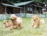 トイプードル(トイ)【群馬県・女の子・2025年3月21日・レッド】の写真7「🐾広々とした屋外ドッグラン！毎日元気いっぱい運動しています🐕🌈」
