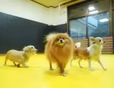 シーズー【群馬県・男の子・2025年3月20日・ホワイト&ゴールド】の写真8「🐾屋内にもドッグランを完備しています✨」