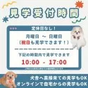 チワワ(ロング)【群馬県・男の子・2025年4月12日・クリーム&ホワイト】の写真6「月曜～日曜・祝日も営業中！10時～17時まで見学・お迎えの予約が可能です」