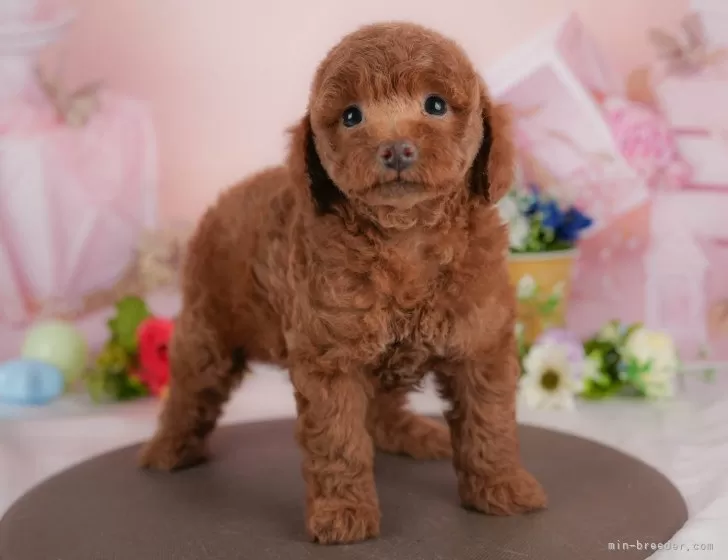 トイプードル【群馬県・男の子・2025年10月3日・レッド】両親犬見学