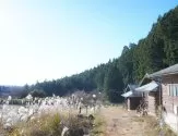 トイプードル(トイ)【群馬県・女の子・2025年3月21日・レッド】の写真9「🐾大自然に囲まれた犬舎🏕️ワンちゃんをのびのび育てています🍀」