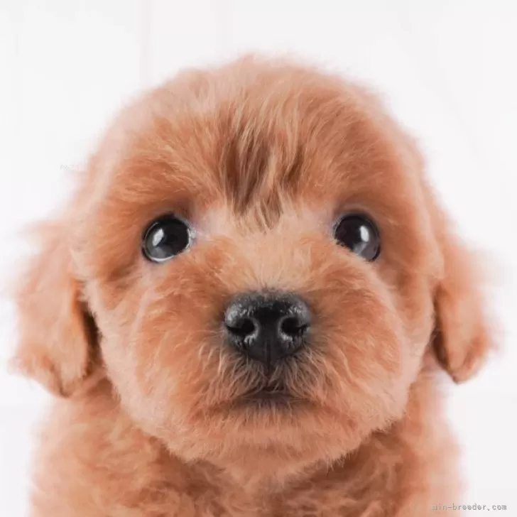 ID:2404-02050の子犬