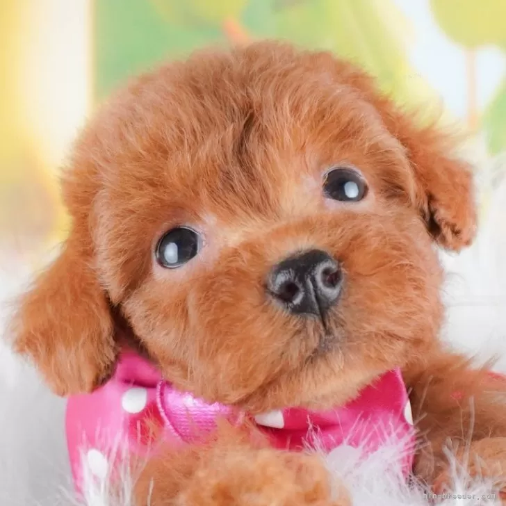 ID：2410-05785の子犬