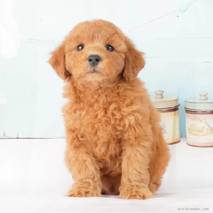 ID：2402-03332の子犬