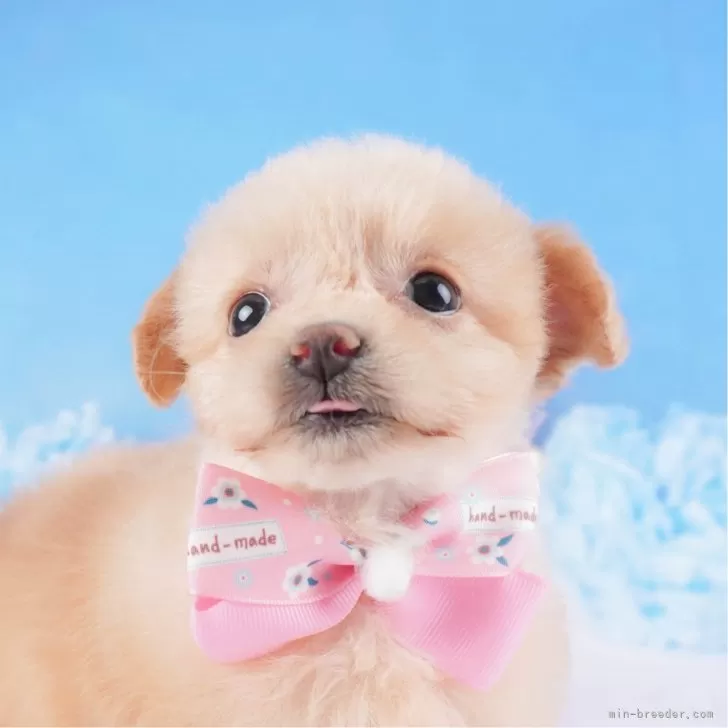 ID:2407-00360の子犬