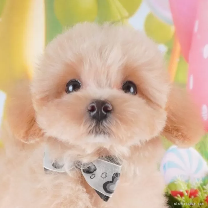 ID：2408-01737の子犬