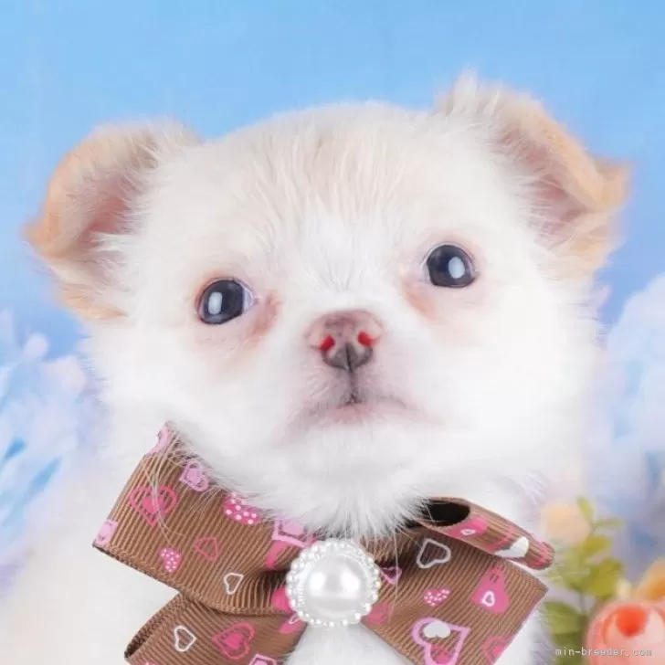 ID：2410-07833の子犬