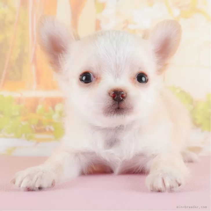 ID：2406-01965の子犬