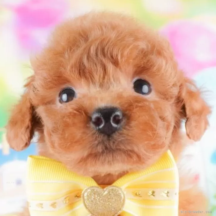 ID：2410-05784の子犬