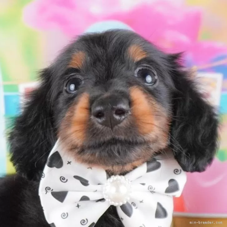 ID:2410-07832の子犬
