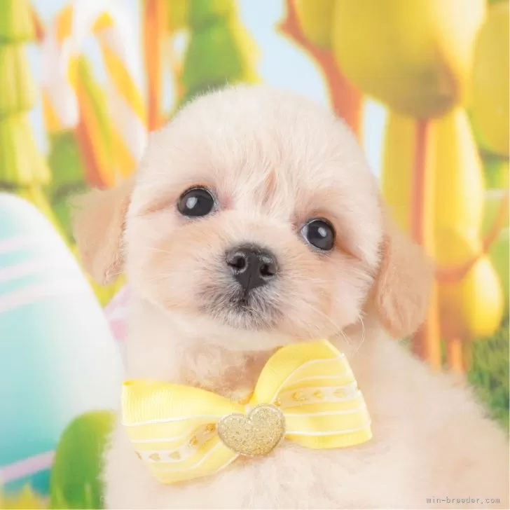 ID：2407-00365の子犬