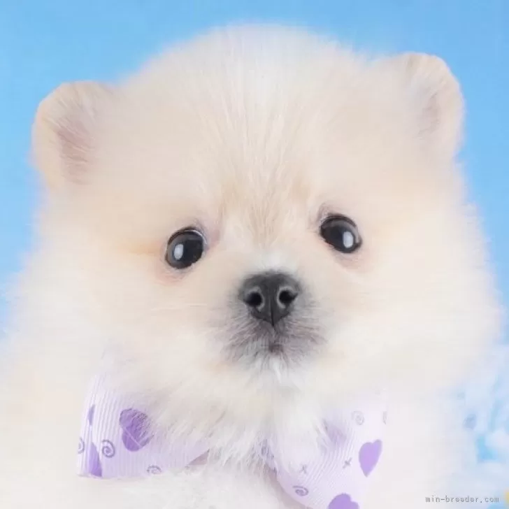 ID：2410-04289の子犬