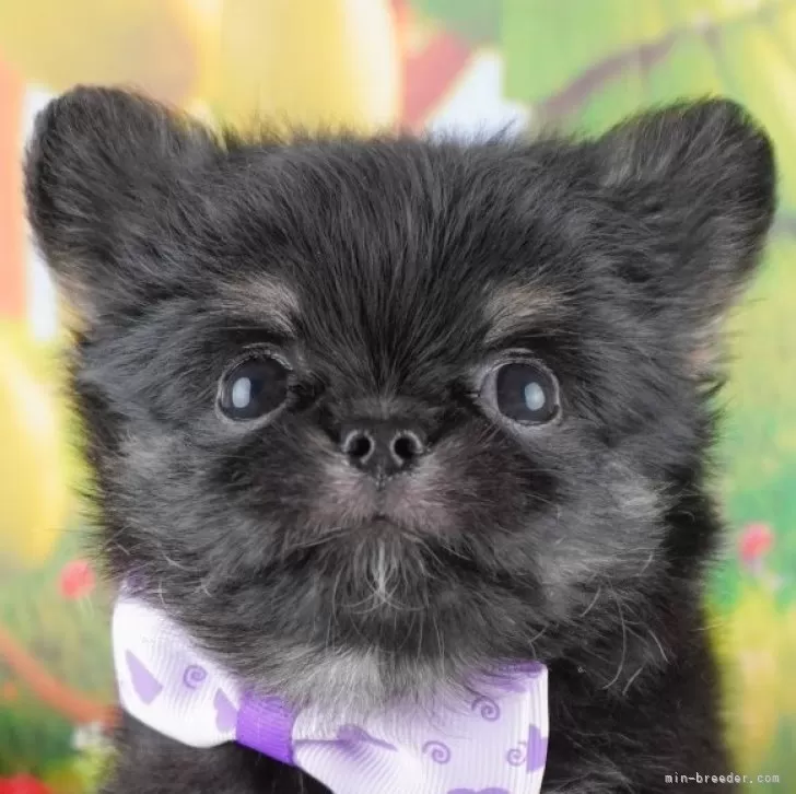 ID：2410-07836の子犬