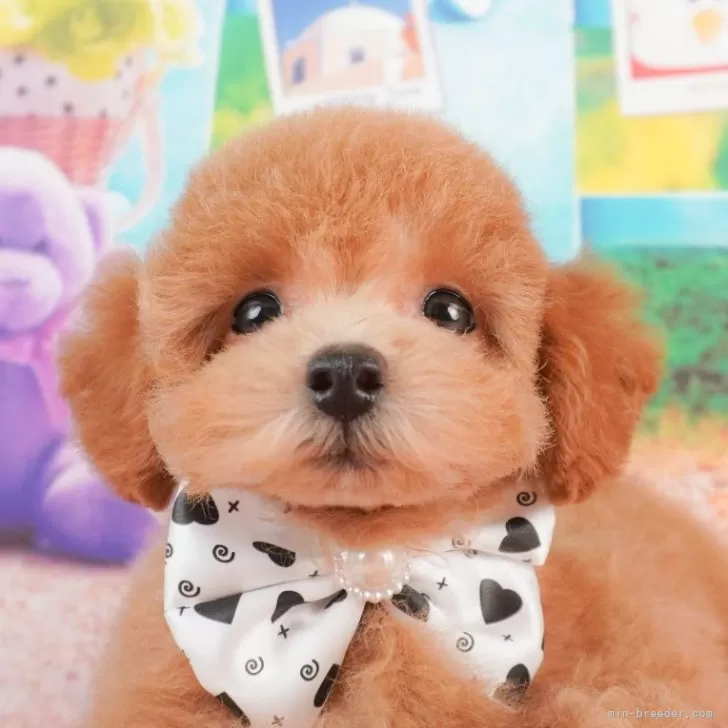 ID：2405-03305の子犬