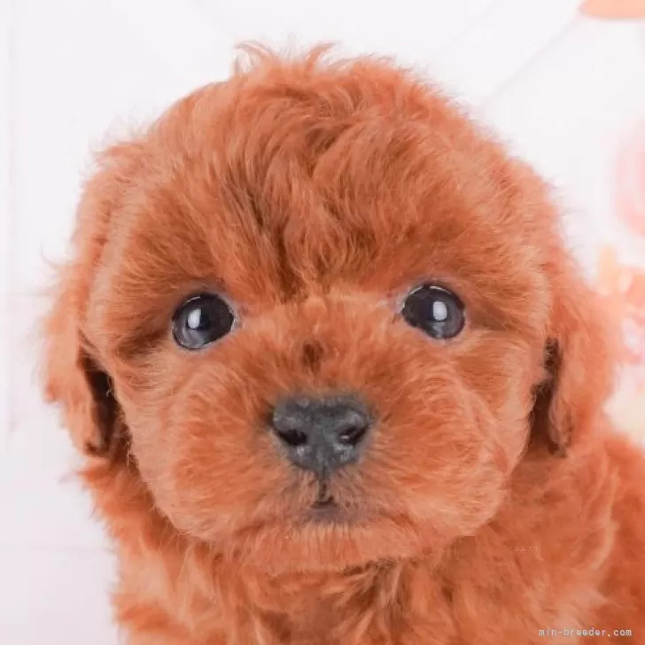 ID：2404-02582の子犬