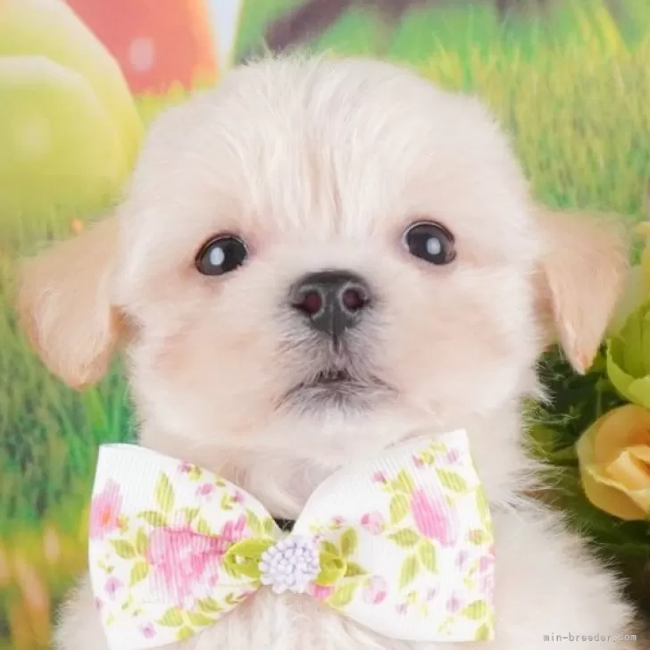 ID:2409-06796の子犬