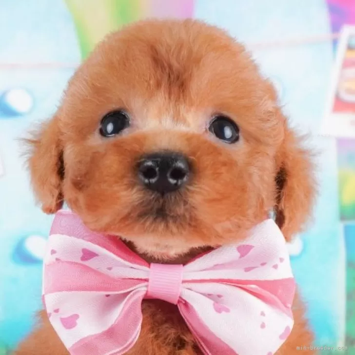 ID:2408-05486の子犬