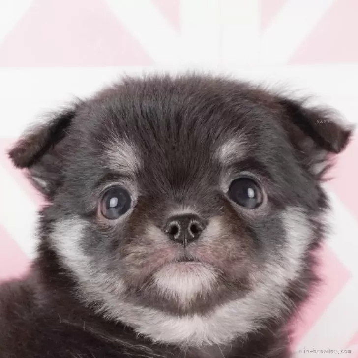 ID:2405-01353の子犬