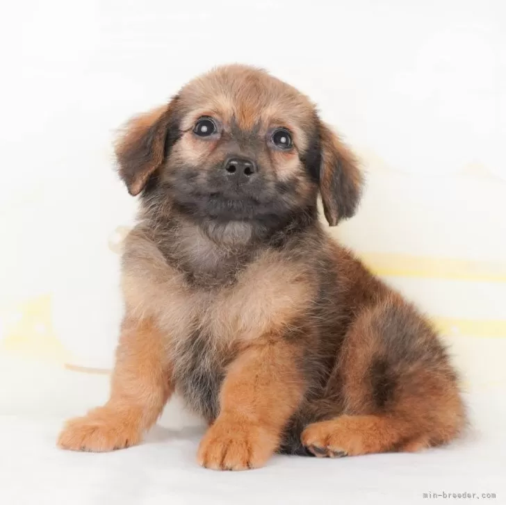 ID:2404-04922の子犬