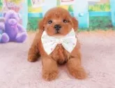 トイプードル(トイ)【群馬県・女の子・2024年7月10日・レッド】の写真2「生後38日🐾オンライン見学実施中！即日対応も可能です♪」