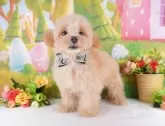 マルプー(マルチーズ×トイプードル)【群馬県・男の子・2024年6月23日・アプリコット】の写真2「生後45日🐾オンライン見学実施中！即日対応も可能です♪」