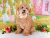 トイプードル(トイ)【群馬県・男の子・2024年5月13日・レッド】の写真3「生後43日🐾20時まで受付中♪」