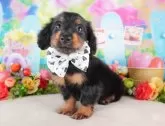 ミニチュアダックスフンド(ロング)【群馬県・男の子・2024年9月12日・ブラックタン】の写真3「🐾近隣引渡サービスでのお迎えも承っております！」