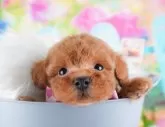 トイプードル(トイ)【群馬県・女の子・2024年9月10日・レッド】の写真3「🐾近隣引渡サービスでのお迎えも承っております！」