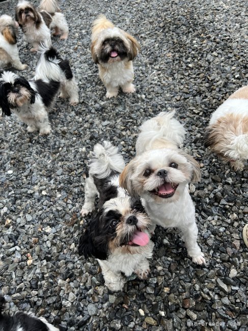 ドッグラン完備で毎日朝夕元気に走り回っています👍｜勝又　理子(かつまた　あやこ)ブリーダー(静岡県・シーズーなど・JKC登録)の紹介写真4