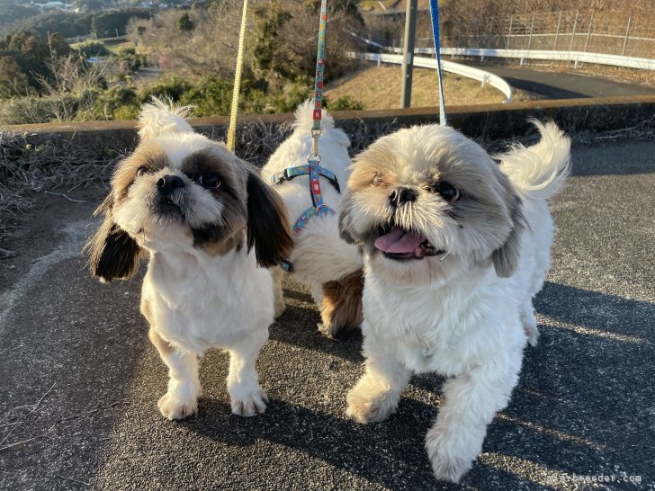 田舎ならではの山登り散歩💨💨💨👍｜勝又　理子(かつまた　あやこ)ブリーダー(静岡県・シーズーなど・JKC登録)の紹介写真5