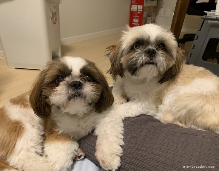 一緒に暮らすスタイル🏠🐶もちろん夜も一緒に過ごしております🤩🌃｜勝又　理子(かつまた　あやこ)ブリーダー(静岡県・シーズーなど・JKC登録)の紹介写真6