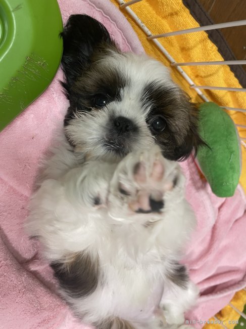 自慢の赤ちゃん達はみんな美形✨ぞろいです❤️｜勝又　理子(かつまた　あやこ)ブリーダー(静岡県・シーズーなど・JKC登録)の紹介写真7