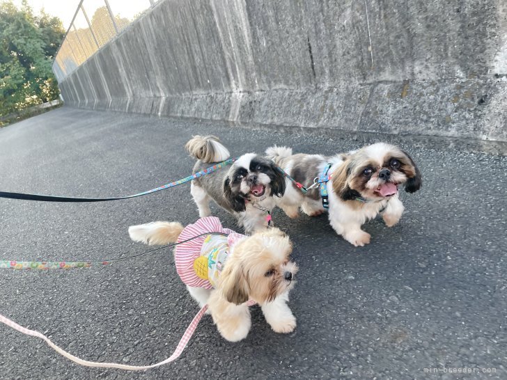 勝又　理子(かつまた　あやこ)ブリーダー(静岡県・シーズーなど・JKC登録)の紹介写真8