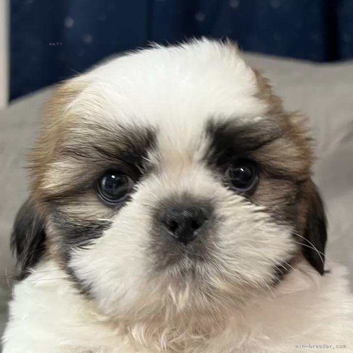 N.N 様のお迎えした子犬