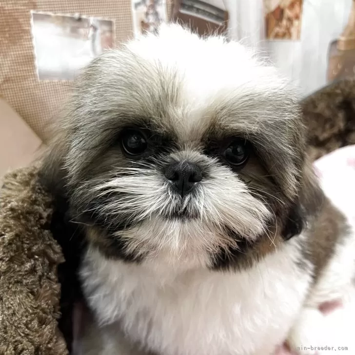 シーズー【静岡県・男の子・2025年6月12日・ホワイト&ゴールド】の写真1「お目々が大きいシーズーちゃんが好きな方にはオススメです👏✨」