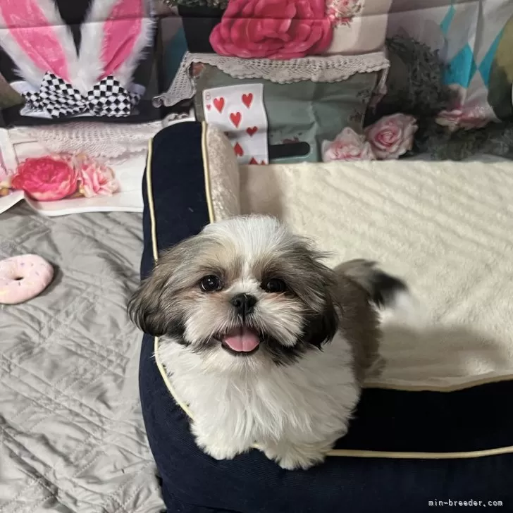 ID：2501-02172の子犬