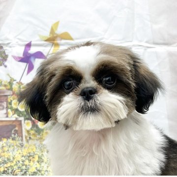 シーズー【静岡県・男の子・2025年1月22日・ホワイト&ゴールド】の写真「おだやかな性格💖＆これぞシーズー犬‼️な姿🐕✨」