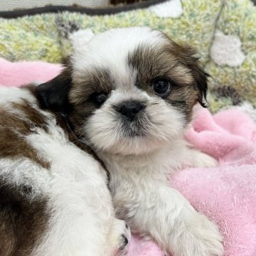 シーズー【静岡県・女の子・2025年7月1日・ホワイト&ゴールド】の写真「シーズー専門犬舎✨可愛すぎる女の子💓」