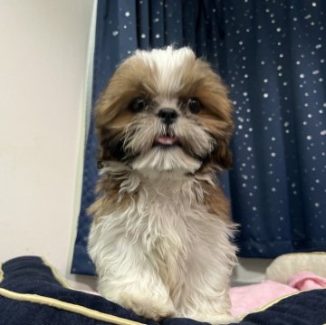 シーズー【静岡県・女の子・2024年9月4日・ホワイト&ゴールド】の写真「お顔も柄もキレイに整ってます💖🥰」