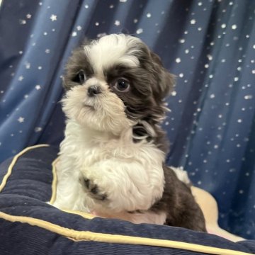 シーズー【静岡県・女の子・2024年11月2日・グレー&ホワイト】の写真「購入する方のみメッセージください💦」