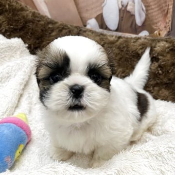 シーズー【静岡県・男の子・2025年10月14日・ホワイト&ゴールド】の写真「超魅力的な可愛く逞しい男の子です！✨」