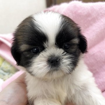 シーズー【静岡県・男の子・2025年4月29日・ホワイト&ゴールド】の写真「シーズー専門犬舎✨美男子くんです👏❤️」