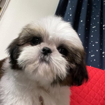 シーズー【静岡県・女の子・2025年1月22日・ホワイト&ゴールド】の写真「はい‼️出ました👍確実に美形なシーズー女の子💖」