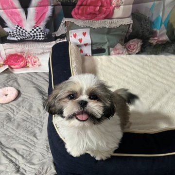 シーズー【静岡県・男の子・2024年12月8日・ゴールド&ホワイト】の写真「可愛さがつまった最高の男の子です🕺🌹✨」