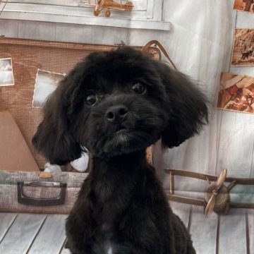 シープー(シーズー×トイプードル)【静岡県・男の子・2025年7月8日・ブラック&ホワイト】の写真「整ったお顔✨癒し系の優しい男の子です☺️❤️」