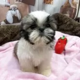 シーズー